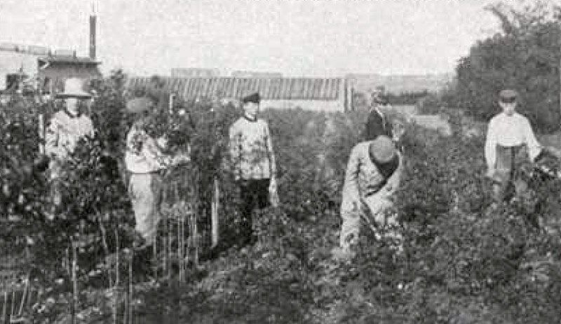 Apprentices in the rose garden, Ahlem